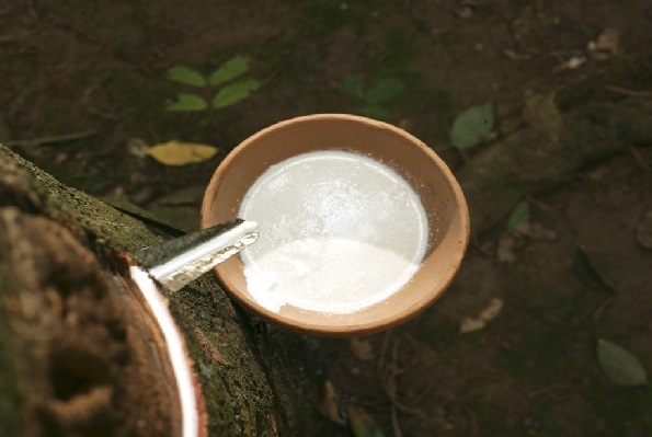 Nguồn cung cao su thiên nhiên thâm hụt vẫn không thể kích thích thị trường 